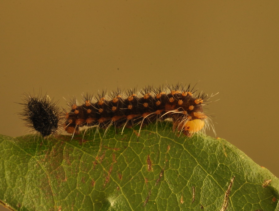 uova e larve di s. pavoniella?